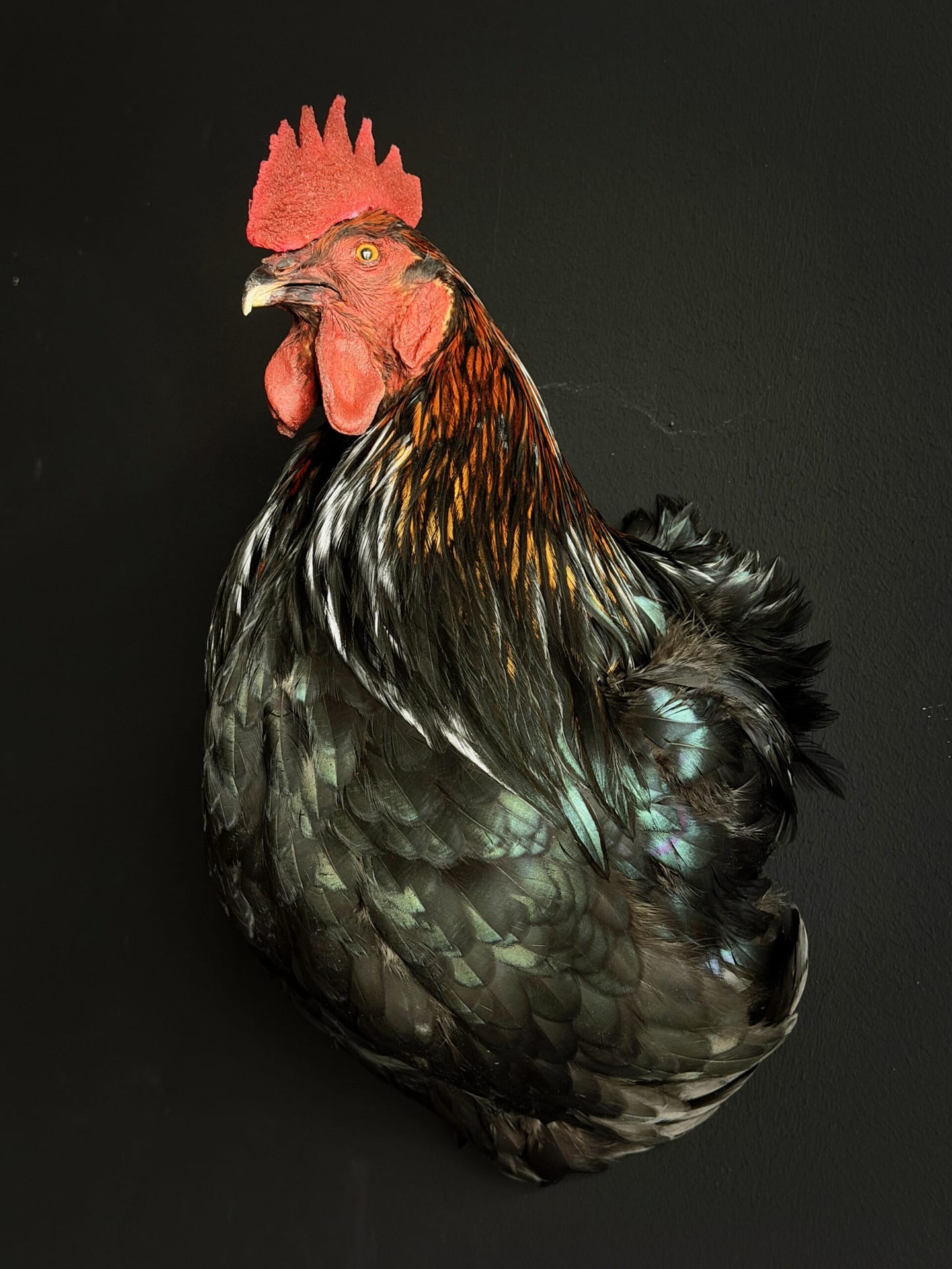 Ausgestopfter Hahn