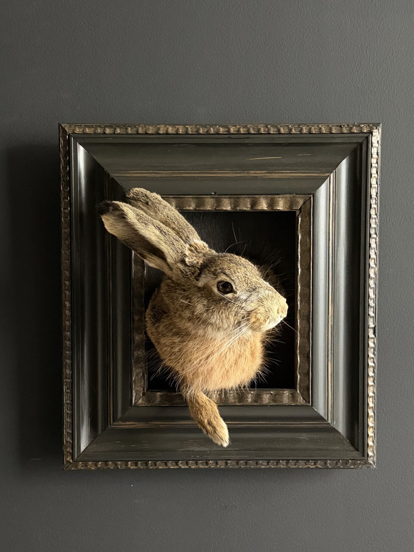 Ausgestopfter Hase