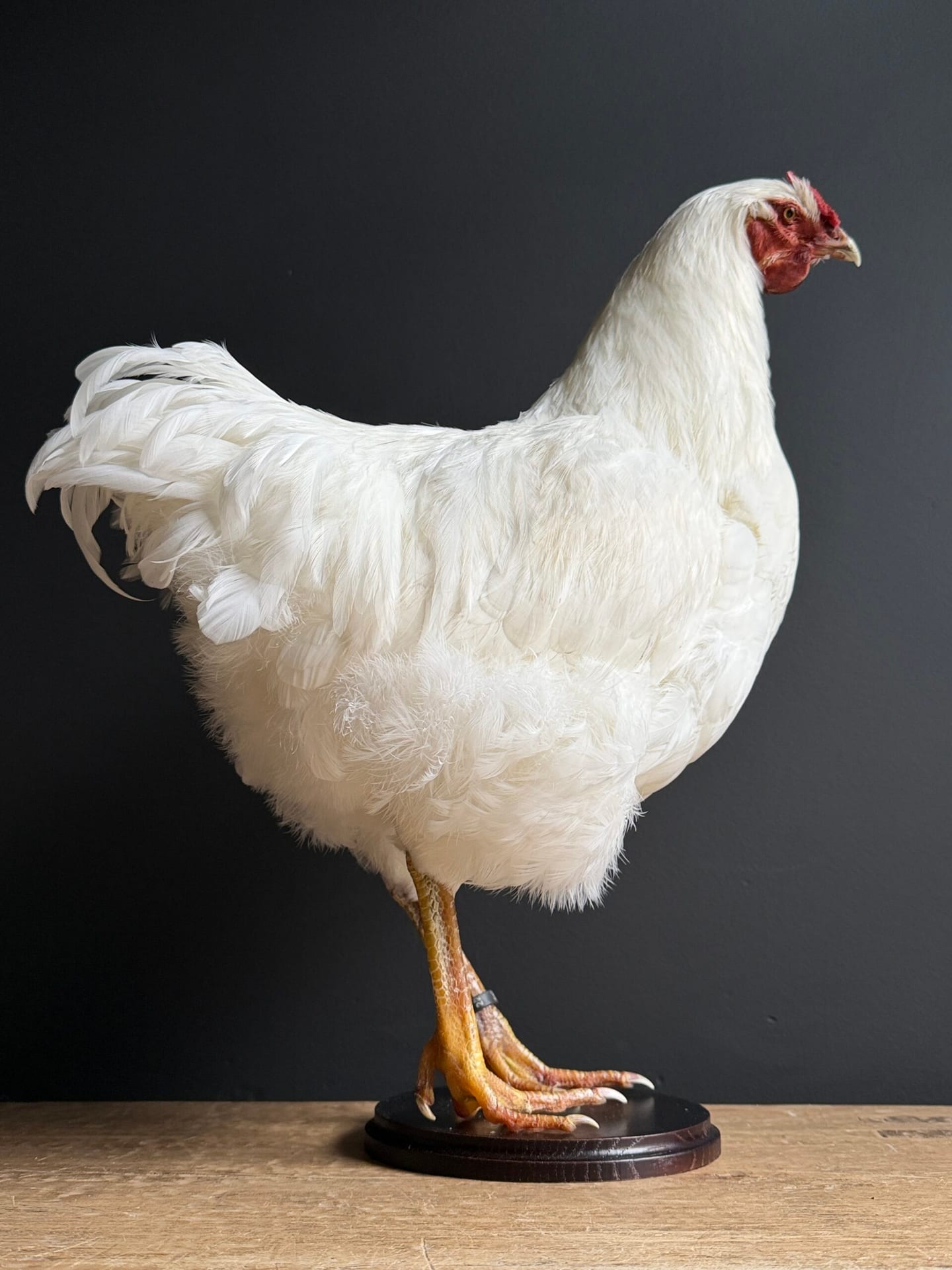 Ausgestopfter Huhn