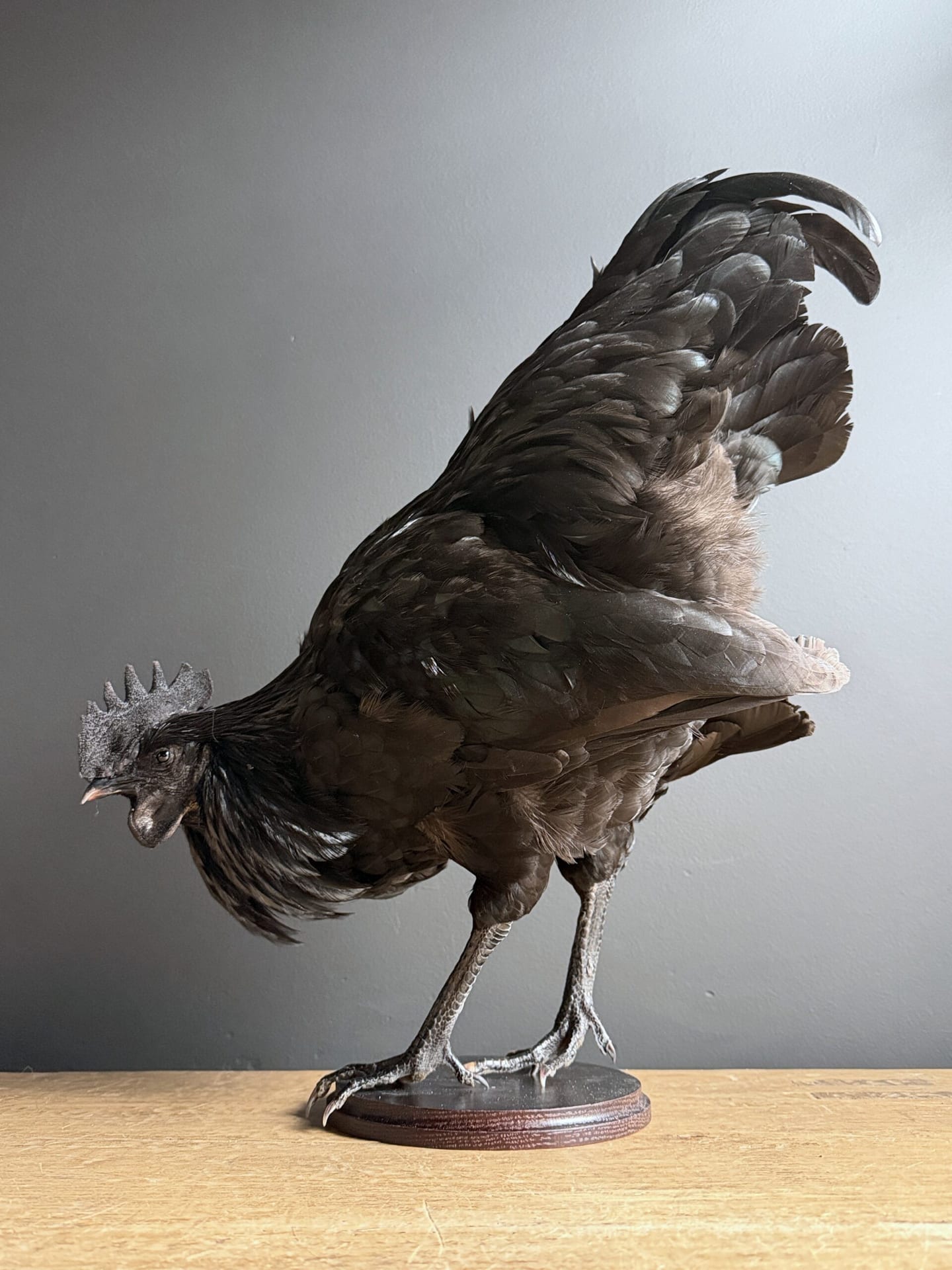 Mounted black rooster
