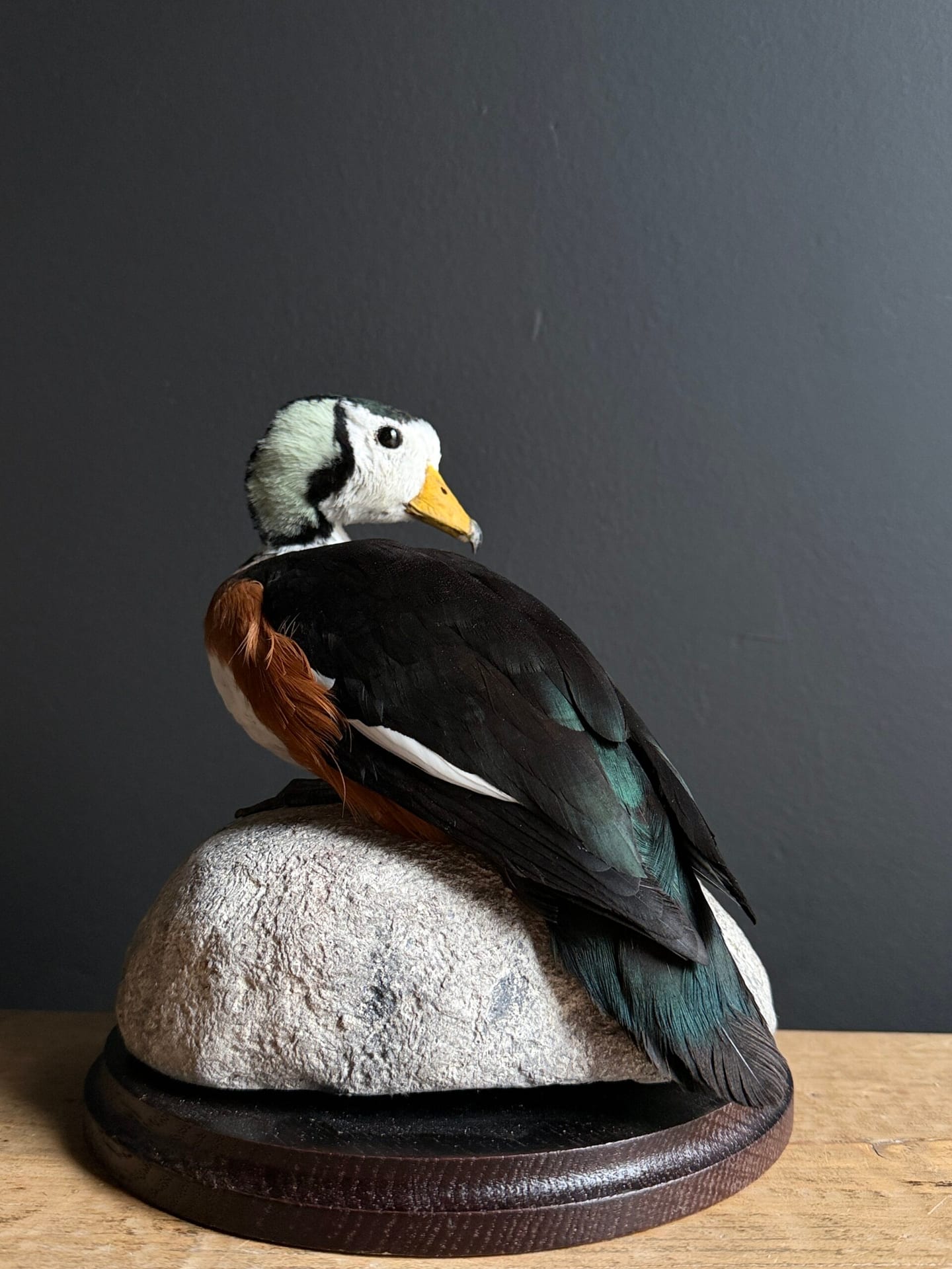 Opgezette pygmee gans