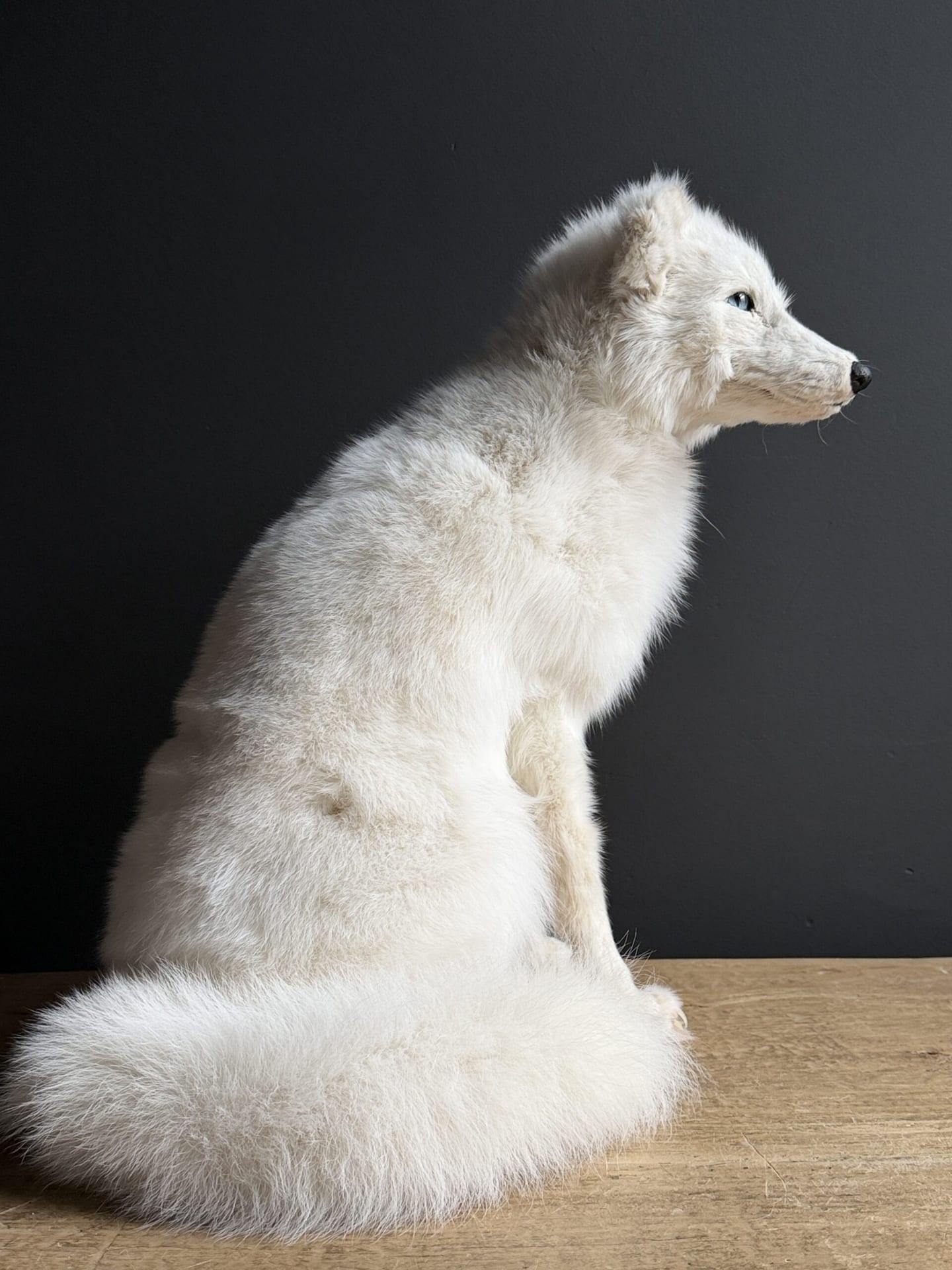 Ausgestofter Polarfuchs