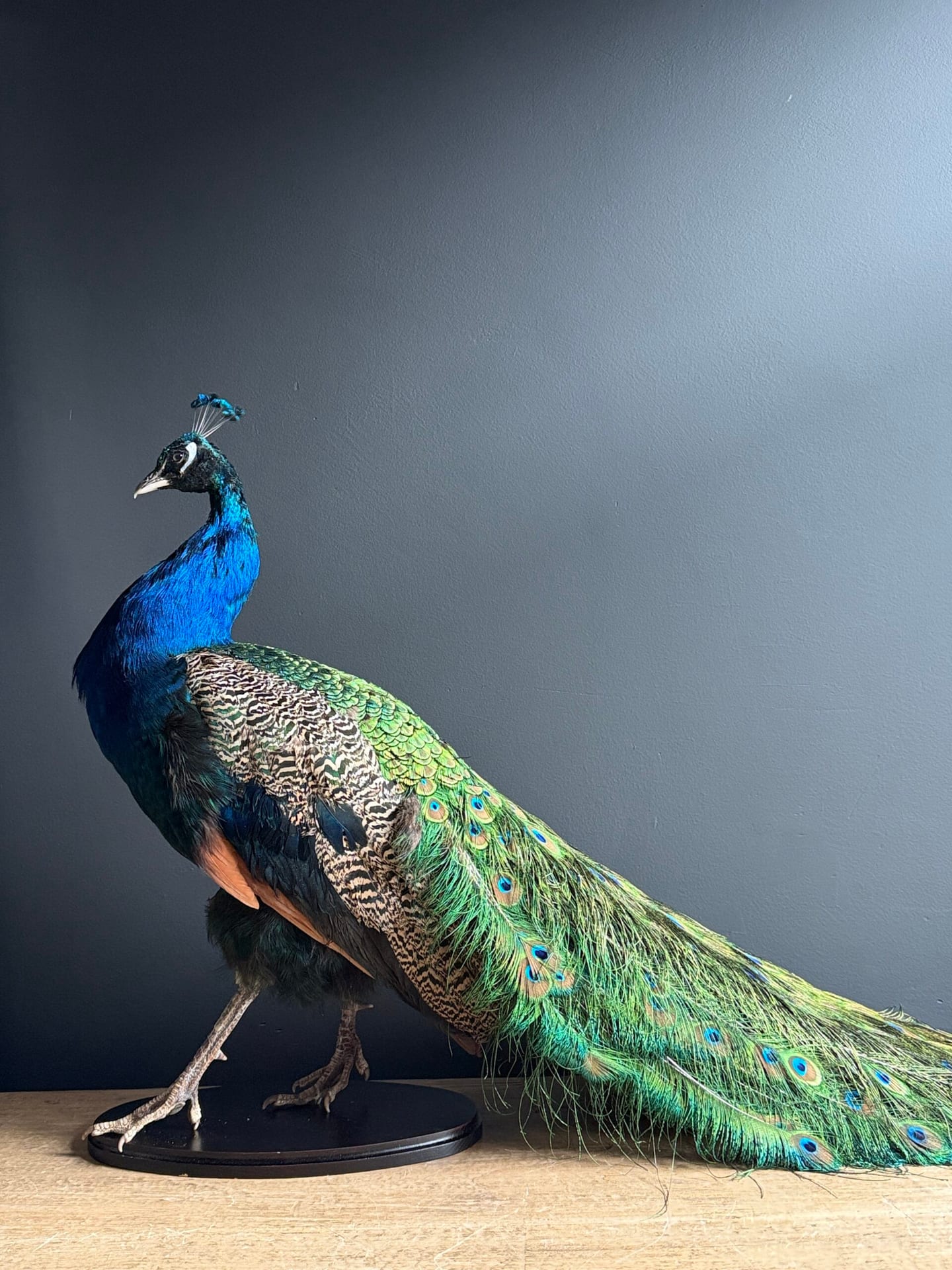 Ausgestopfter Pfau