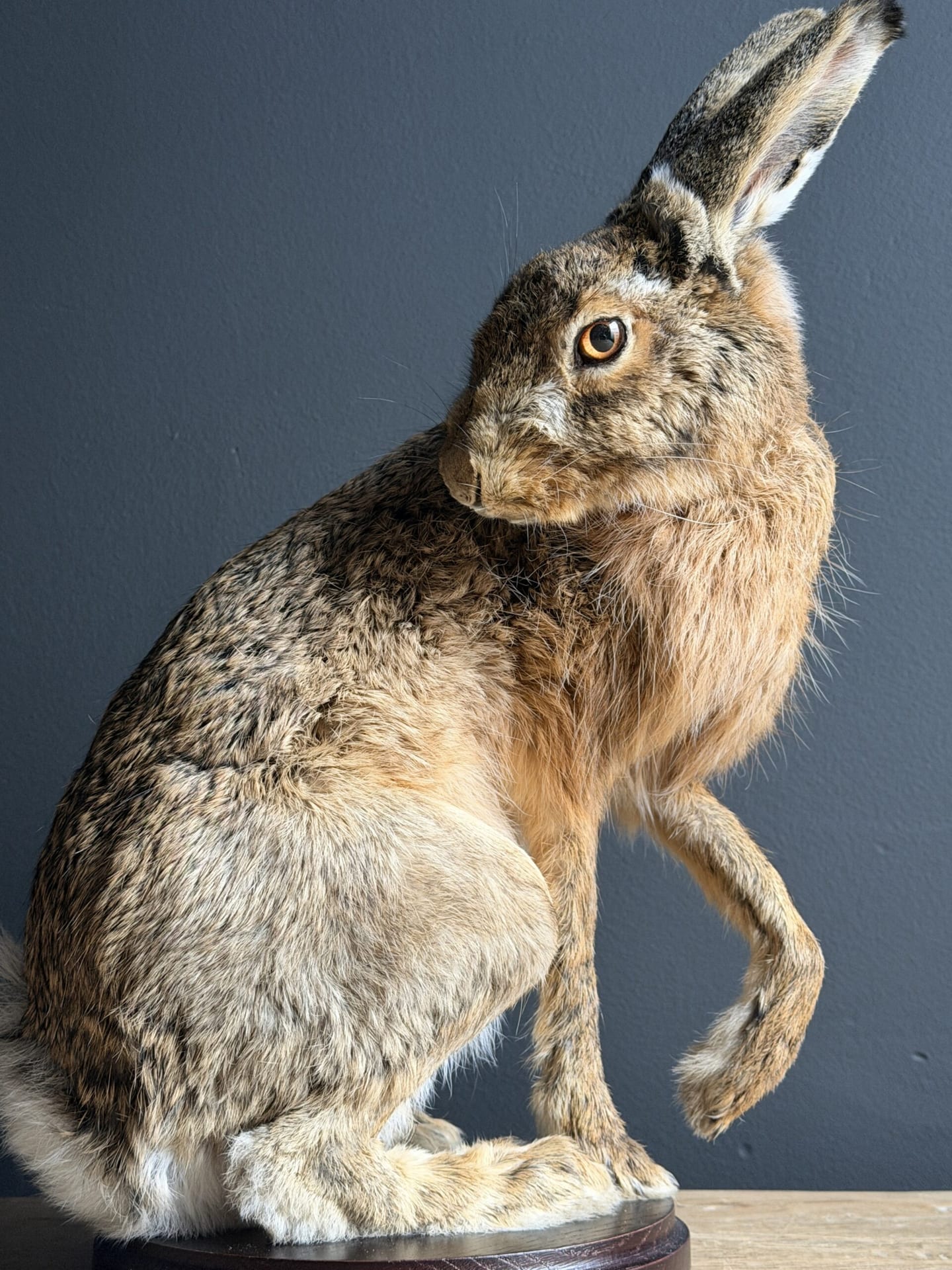 Ausgestopfter Hase