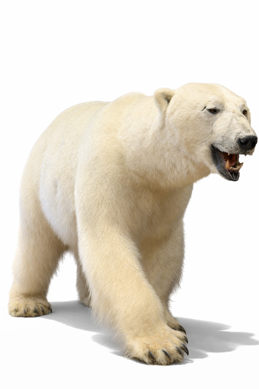 Ausgestopfter Eisbär