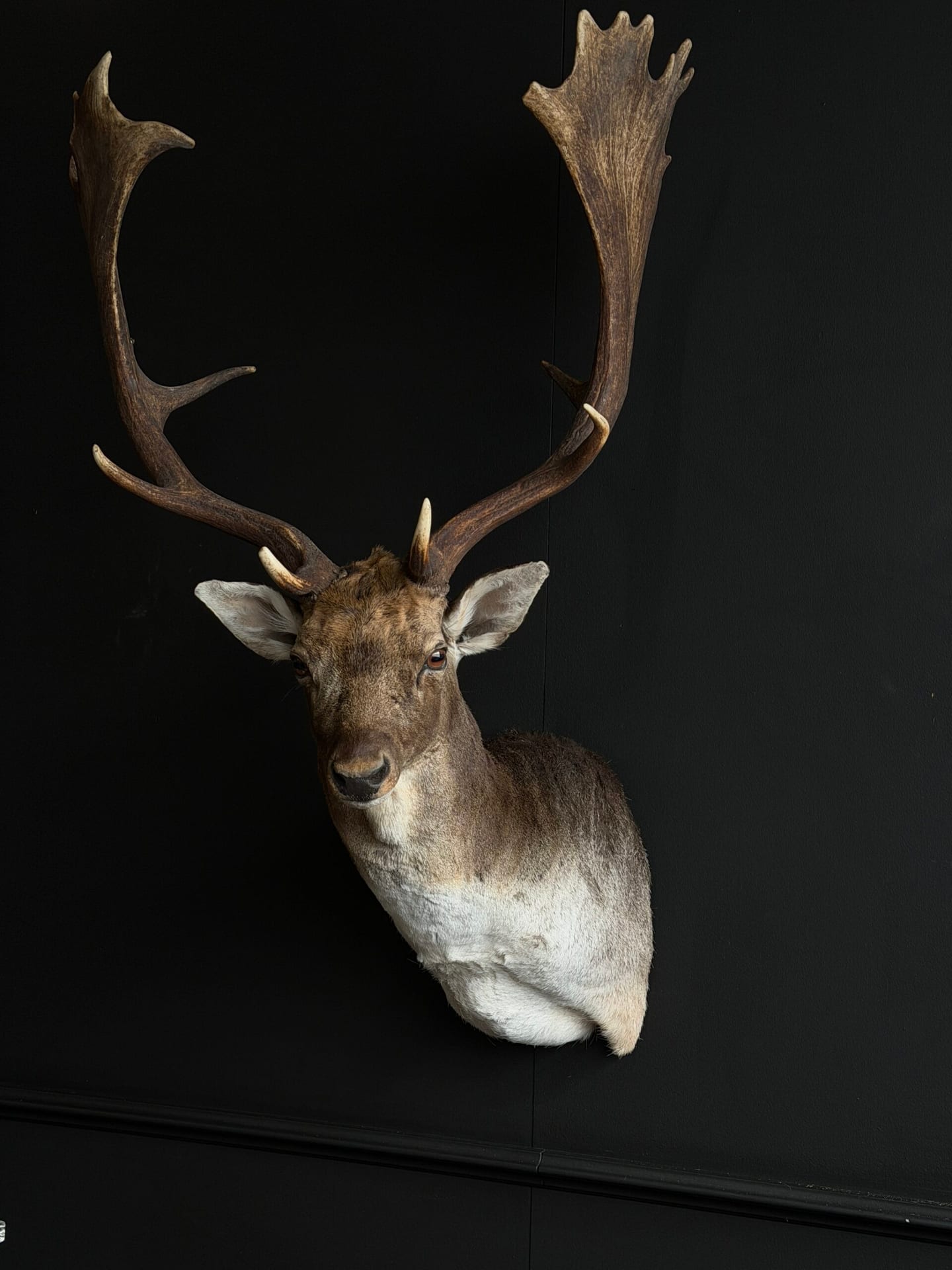 Taxidermie legaal en ethisch kopen: de complete kopersgids