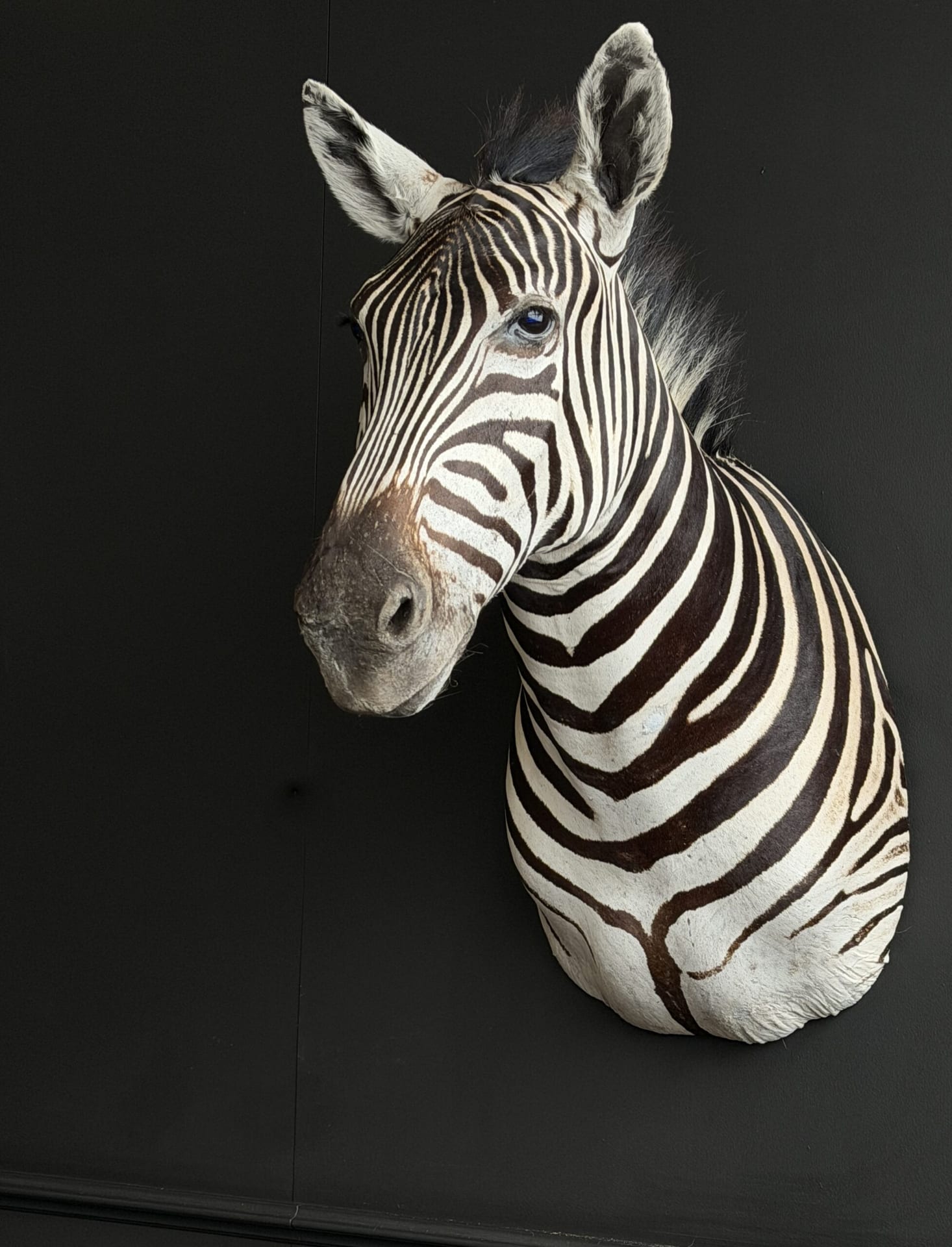 Ausgestopfter Zebrakopf