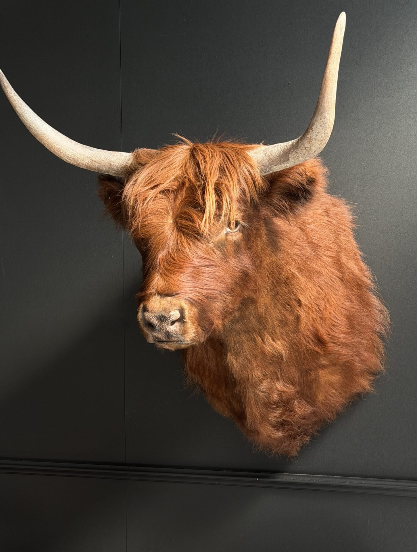 Ausgestopfter schottischer Highlander