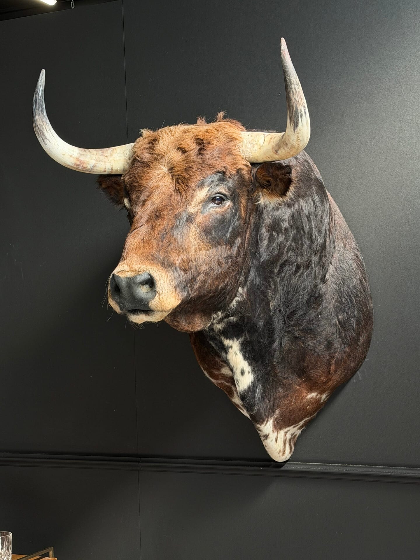 Mounted bulls head