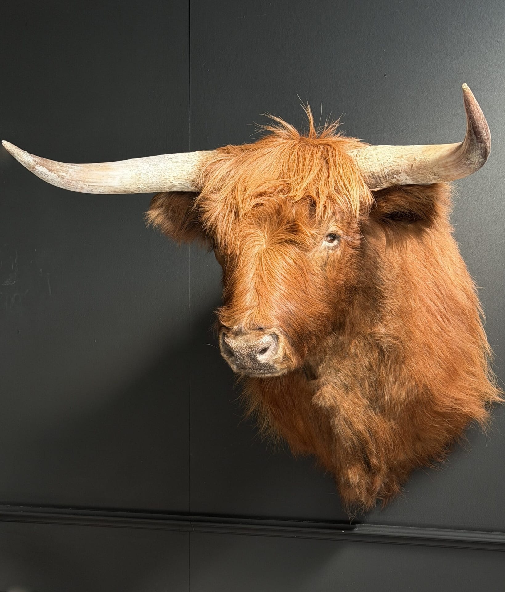 Ausgestopfter schottischer Highlander