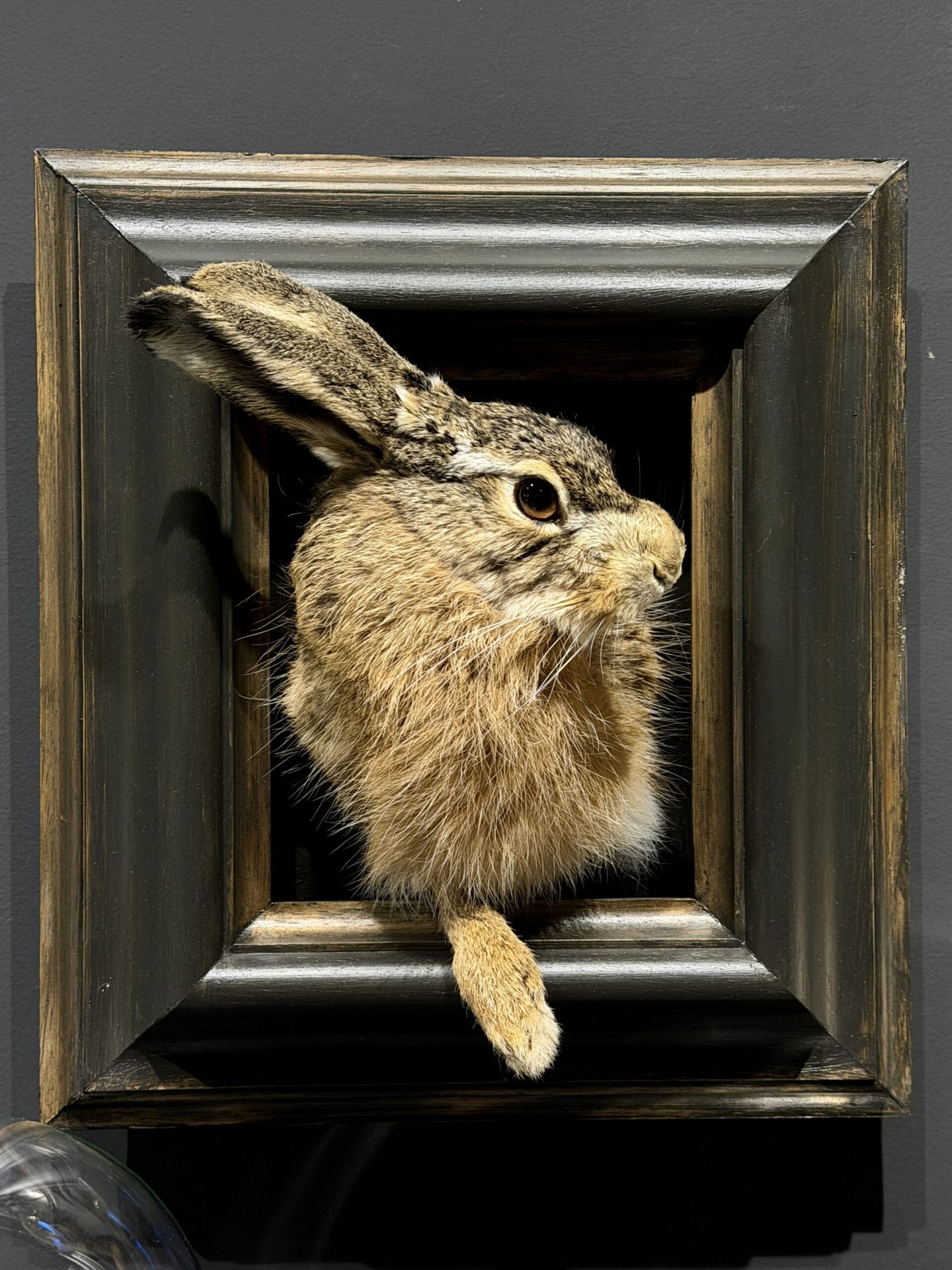 Ausgestopfter Hase
