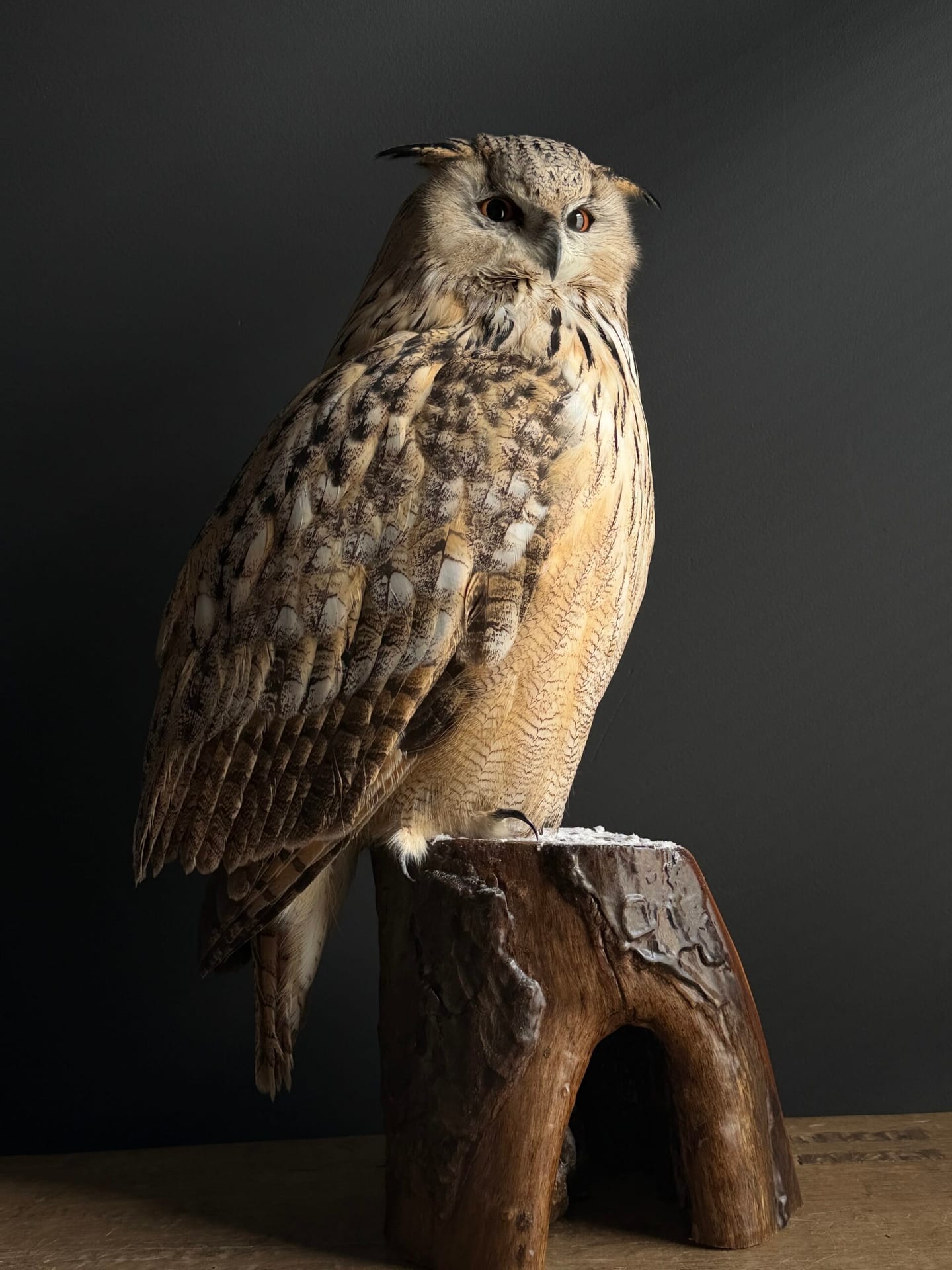 Opgezette Siberische oehoe