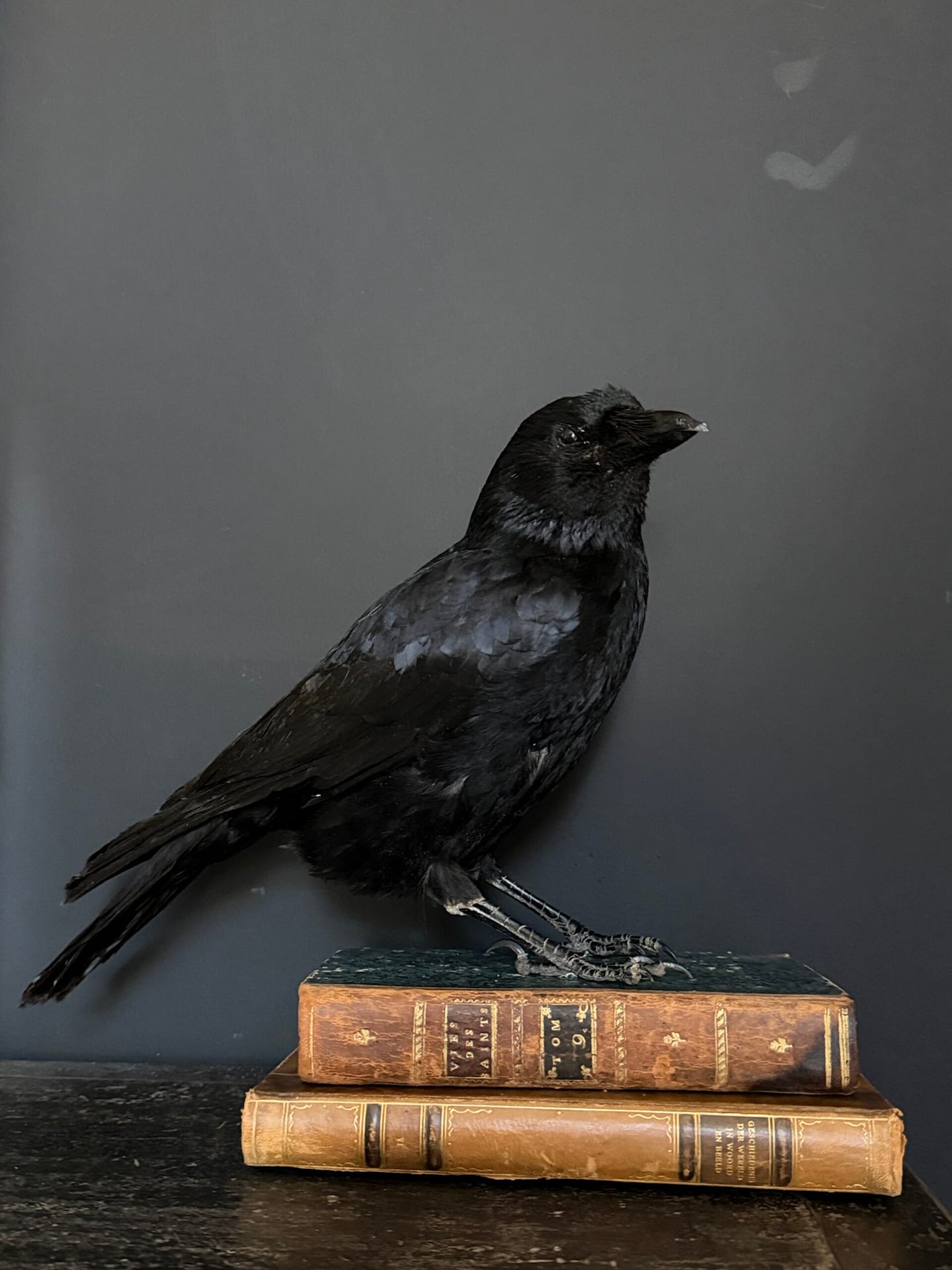 Чучело вороны на антикварных книгах
