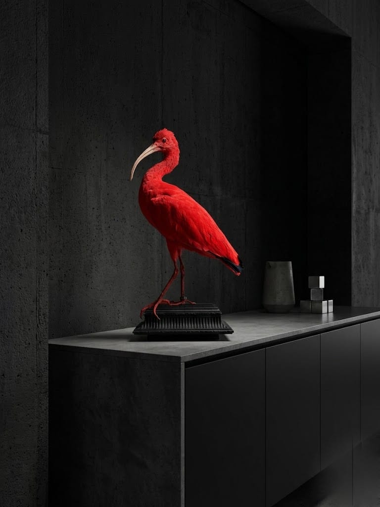 Ibis rouge naturalisé