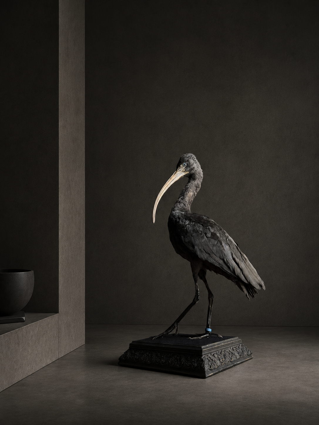 Ibis noir naturalisé
