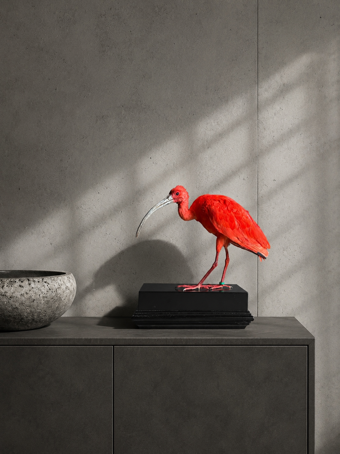 Ibis rouge naturalisé