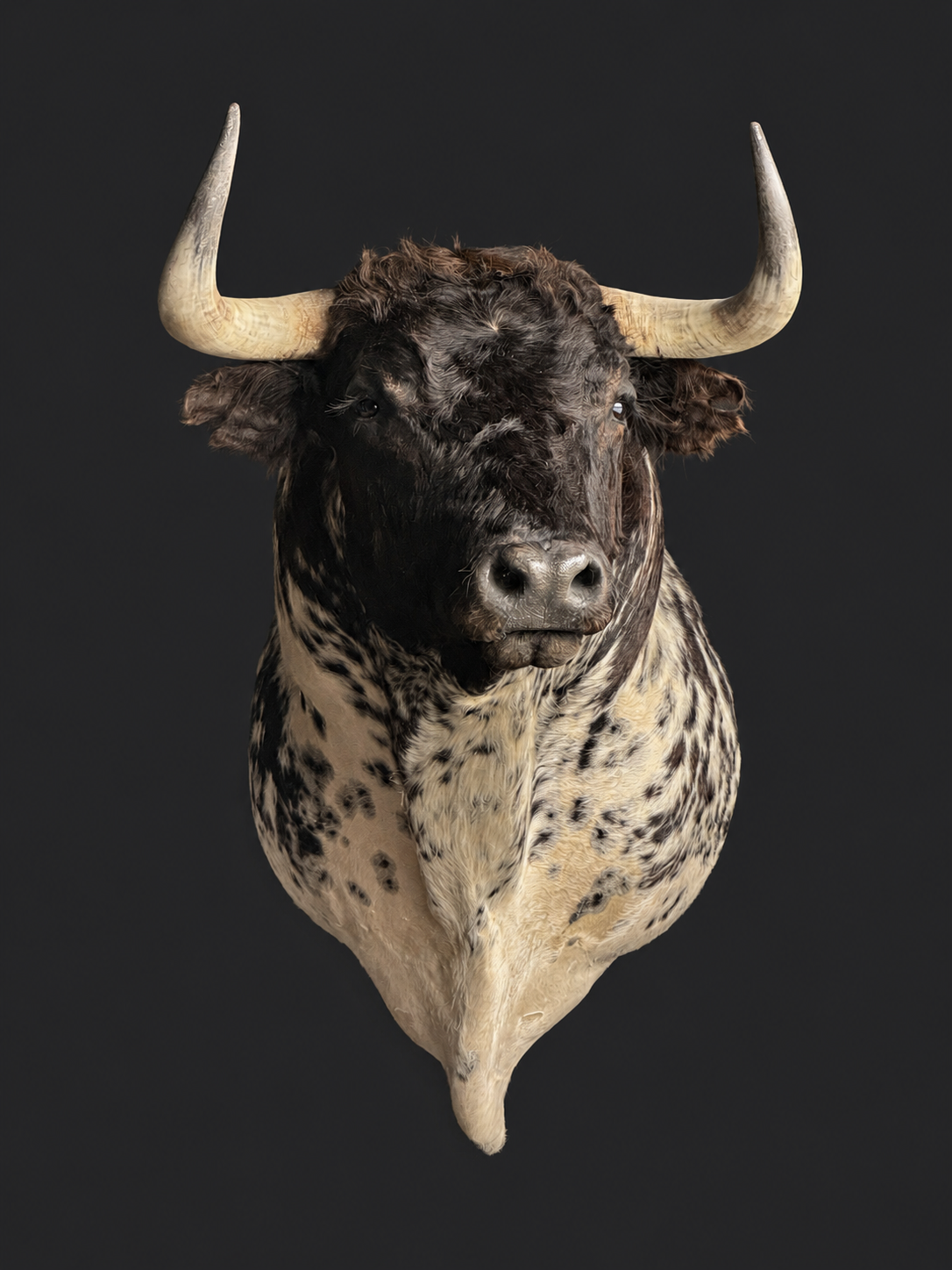 Mounted bulls head