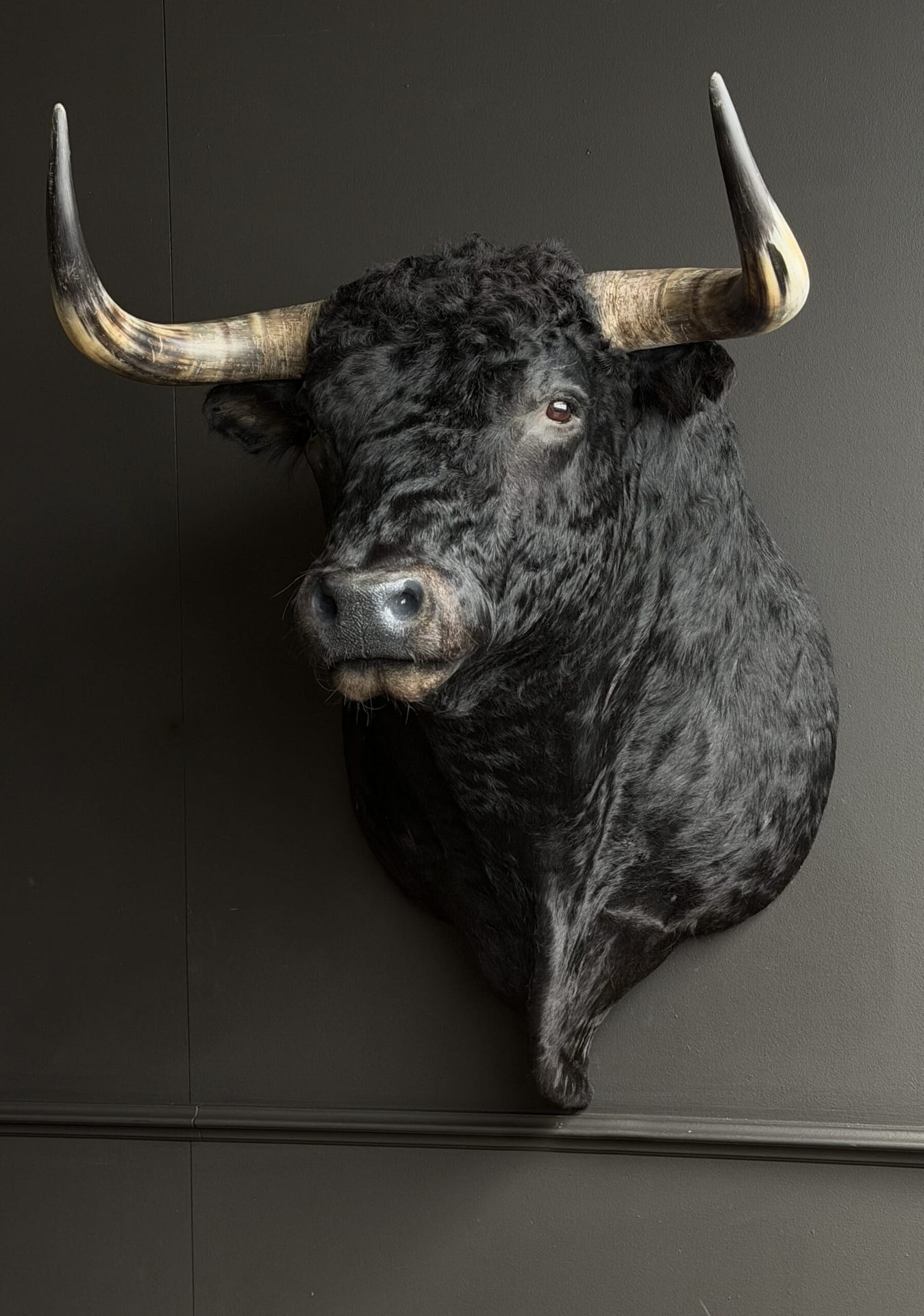 Mounted bulls head